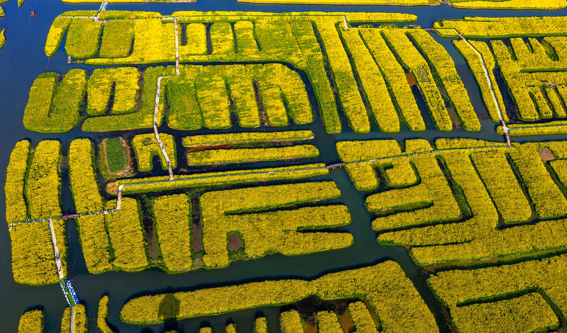 QD rapeseed flowers