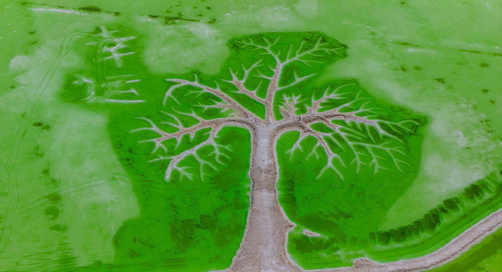 Salt Lake Tree