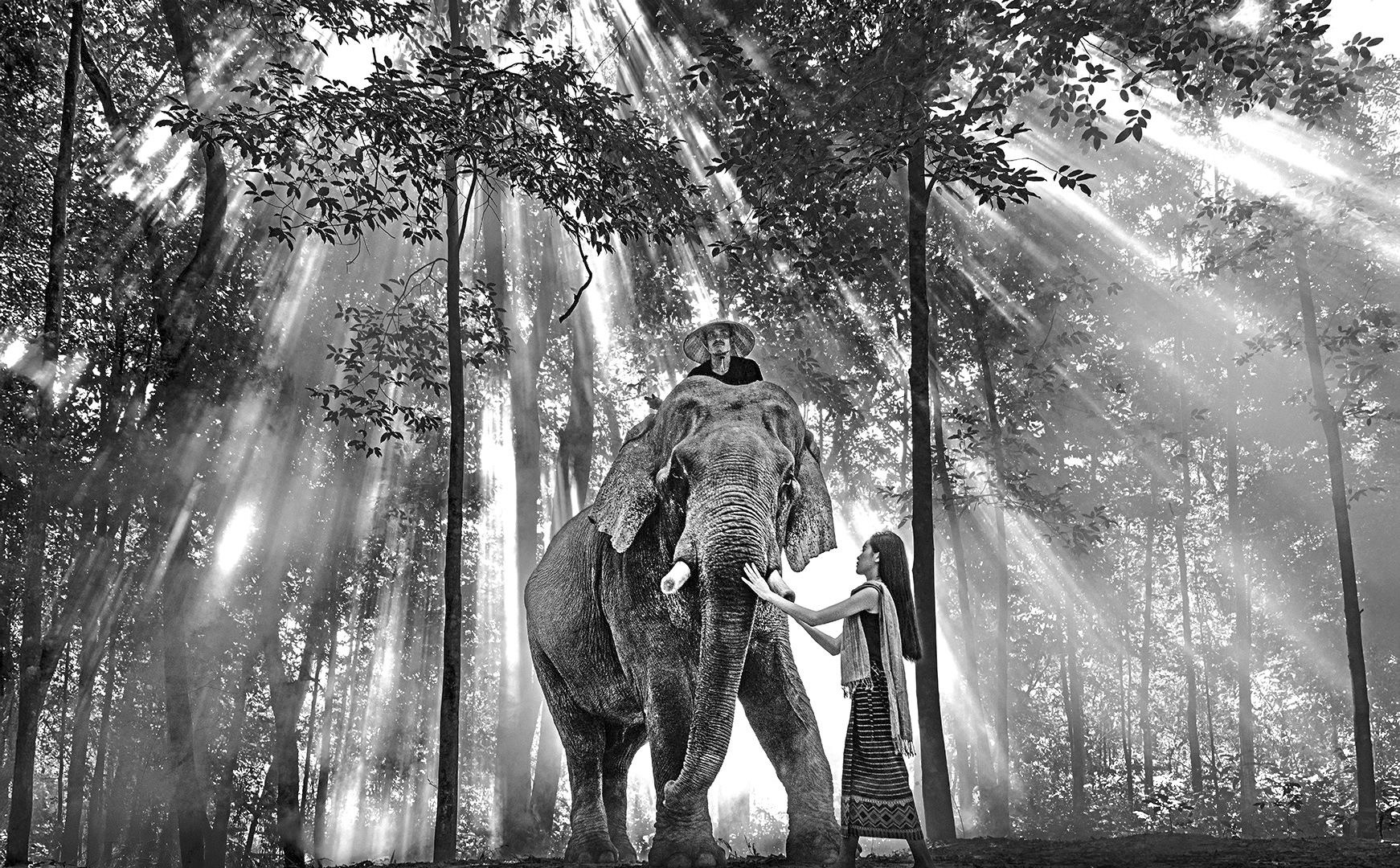 Asian elephant