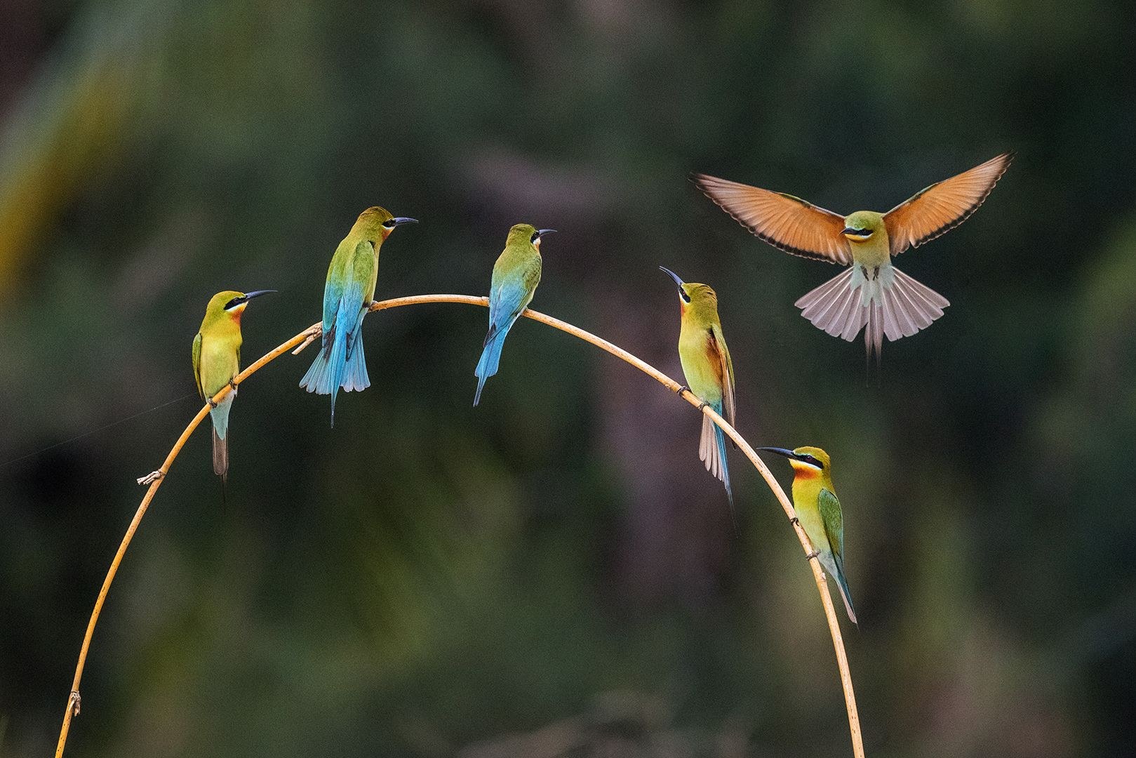 bird's note