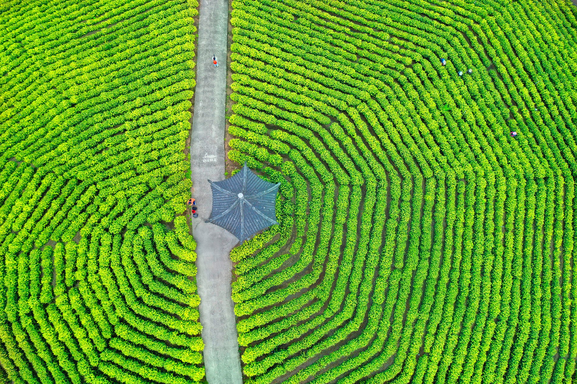 陈晓军《Spring In The Tea Garden》彩色组PhotoVivo金牌.jpg