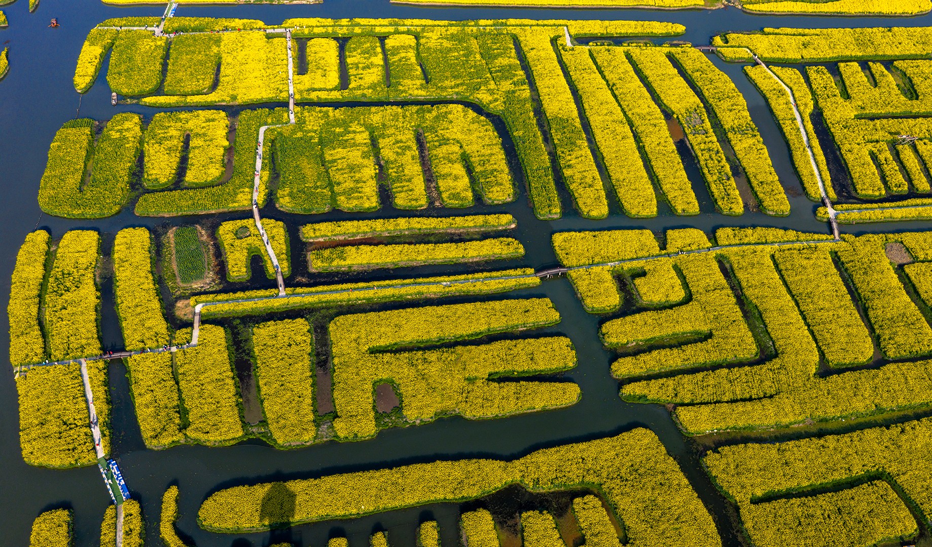 QD Rapeseed Flowers